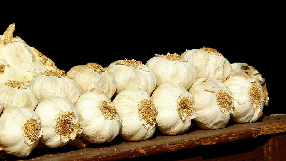 a garlic